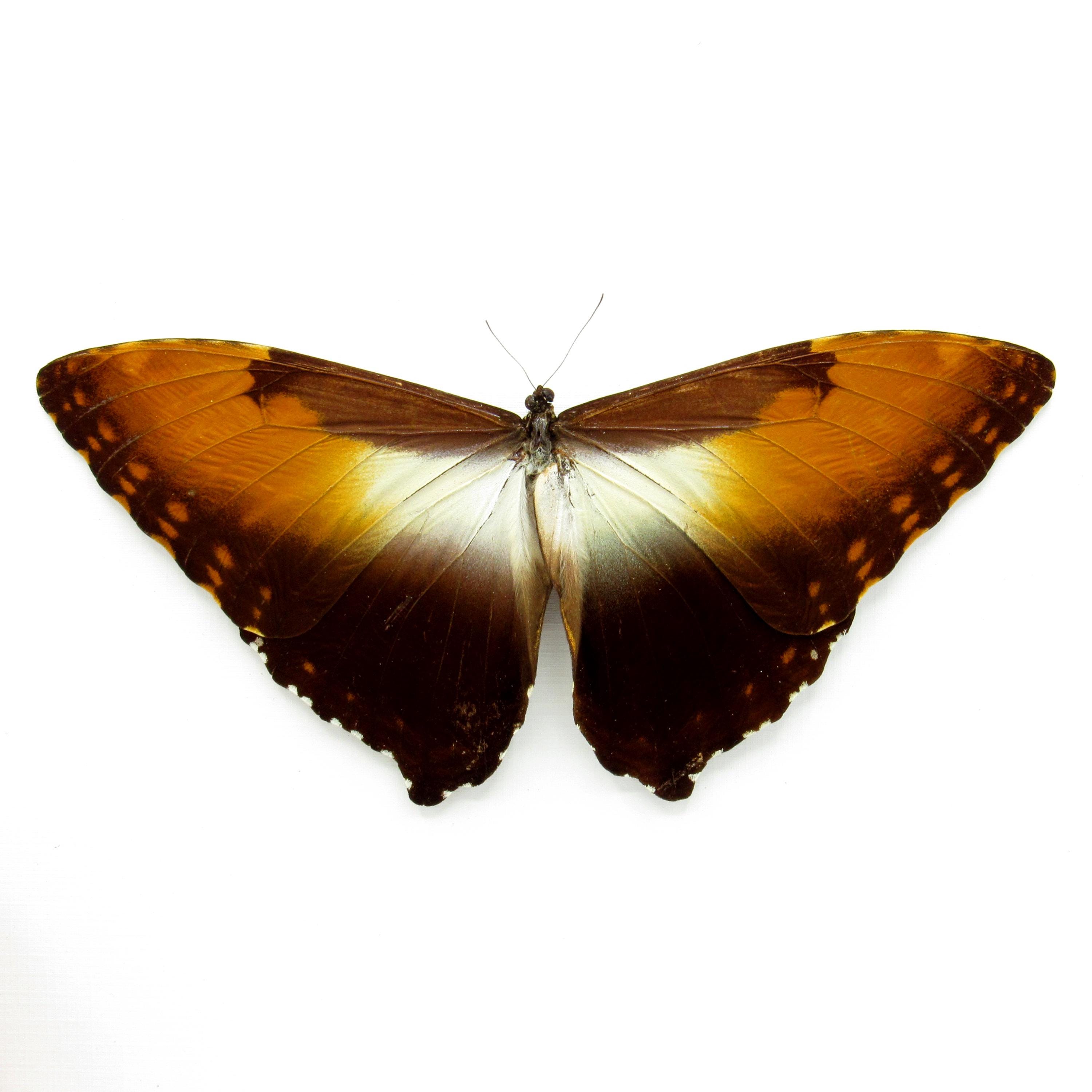 Real Sunset Butterfly Framed Taxidermy - Morpho Hecuba Obidonus