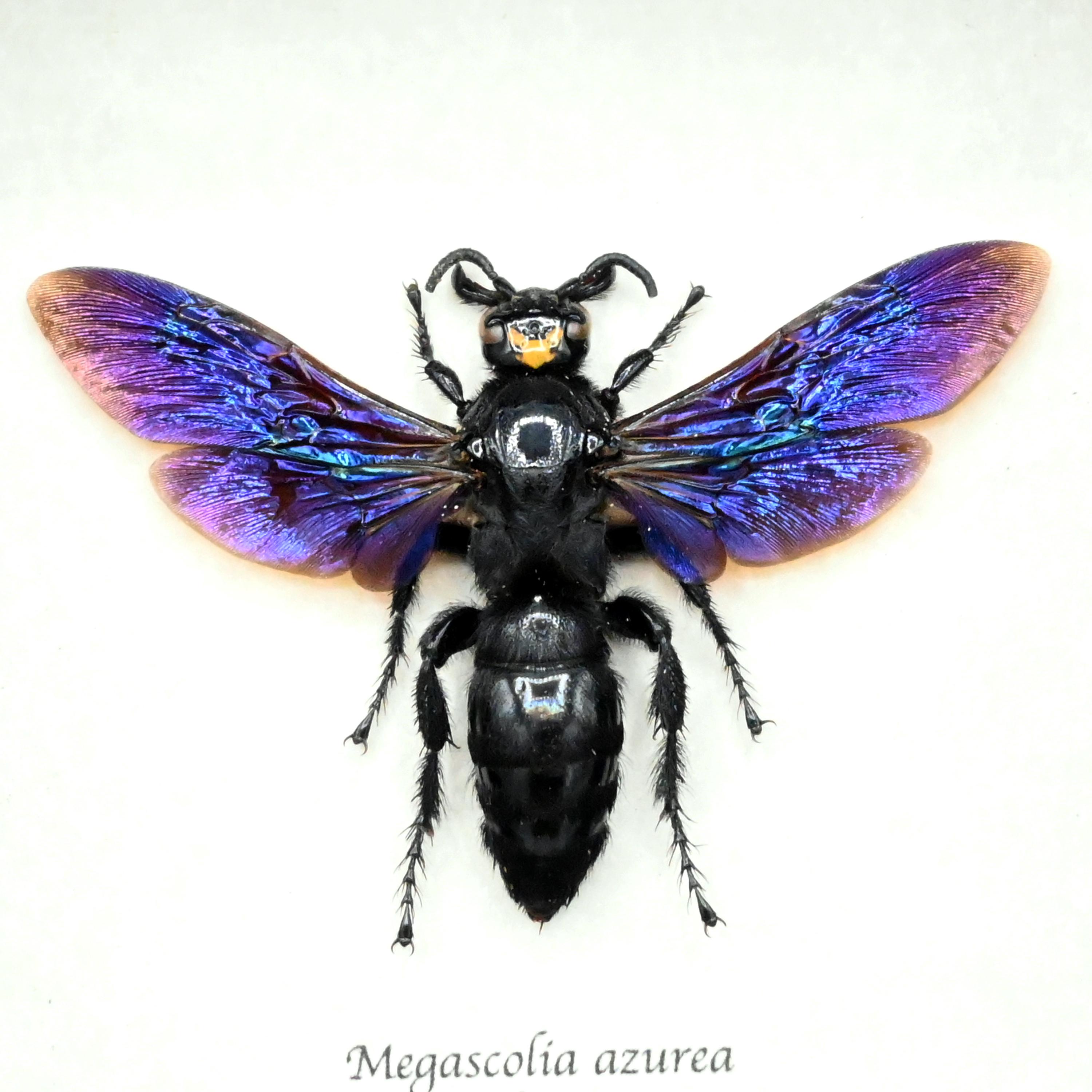 本物の巨大スズメバチ（Megascolia azurea）の額装写真 - メス - Etsy 日本
