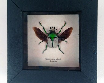 Real beetle framed - Ranzania bertolonii