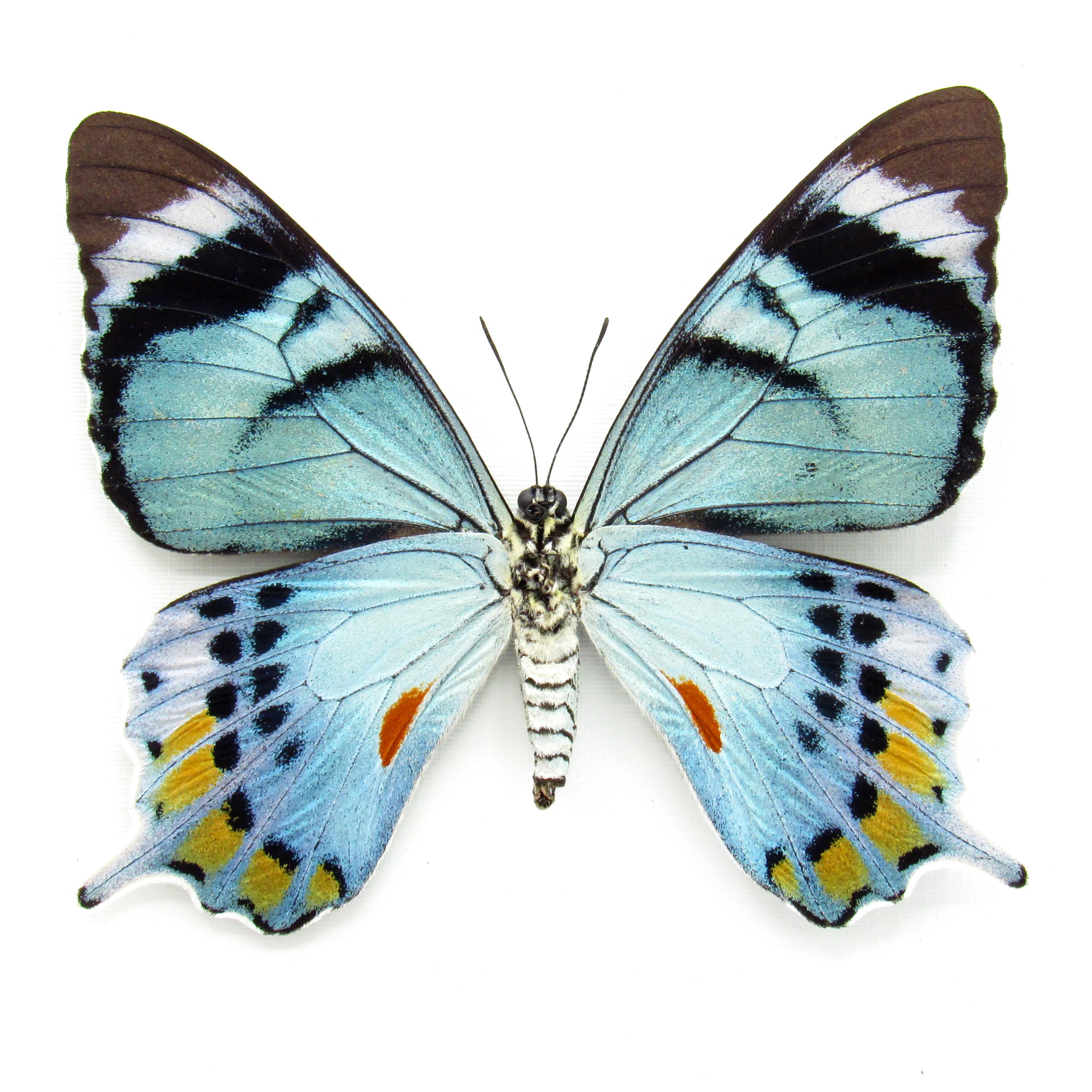 Very Rare Moth Mimic Swallowtail Butterfly Framed Taxidermy