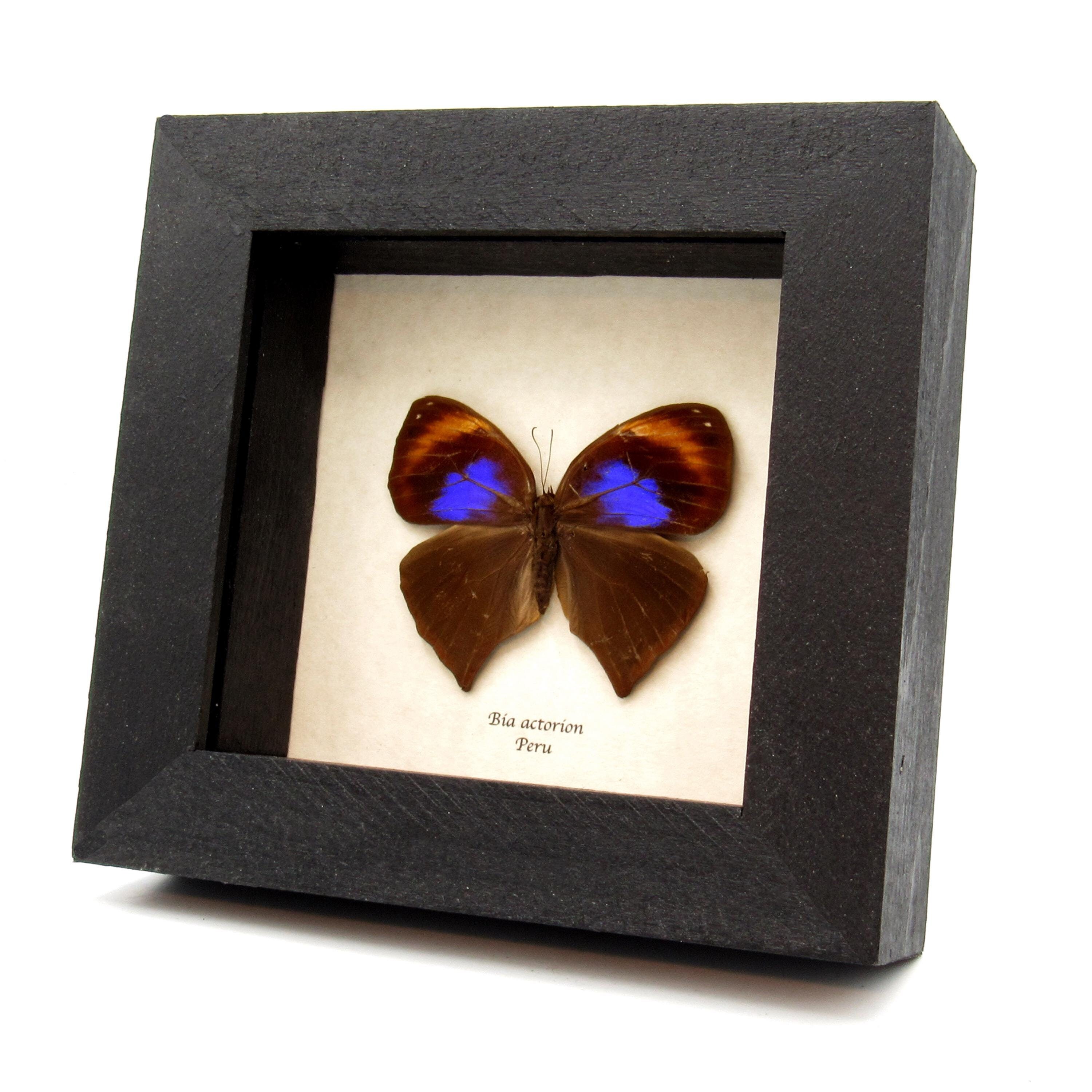 珍しい不確かなフクロウ蝶の額入り剥製 - Bia actorion - Etsy 日本