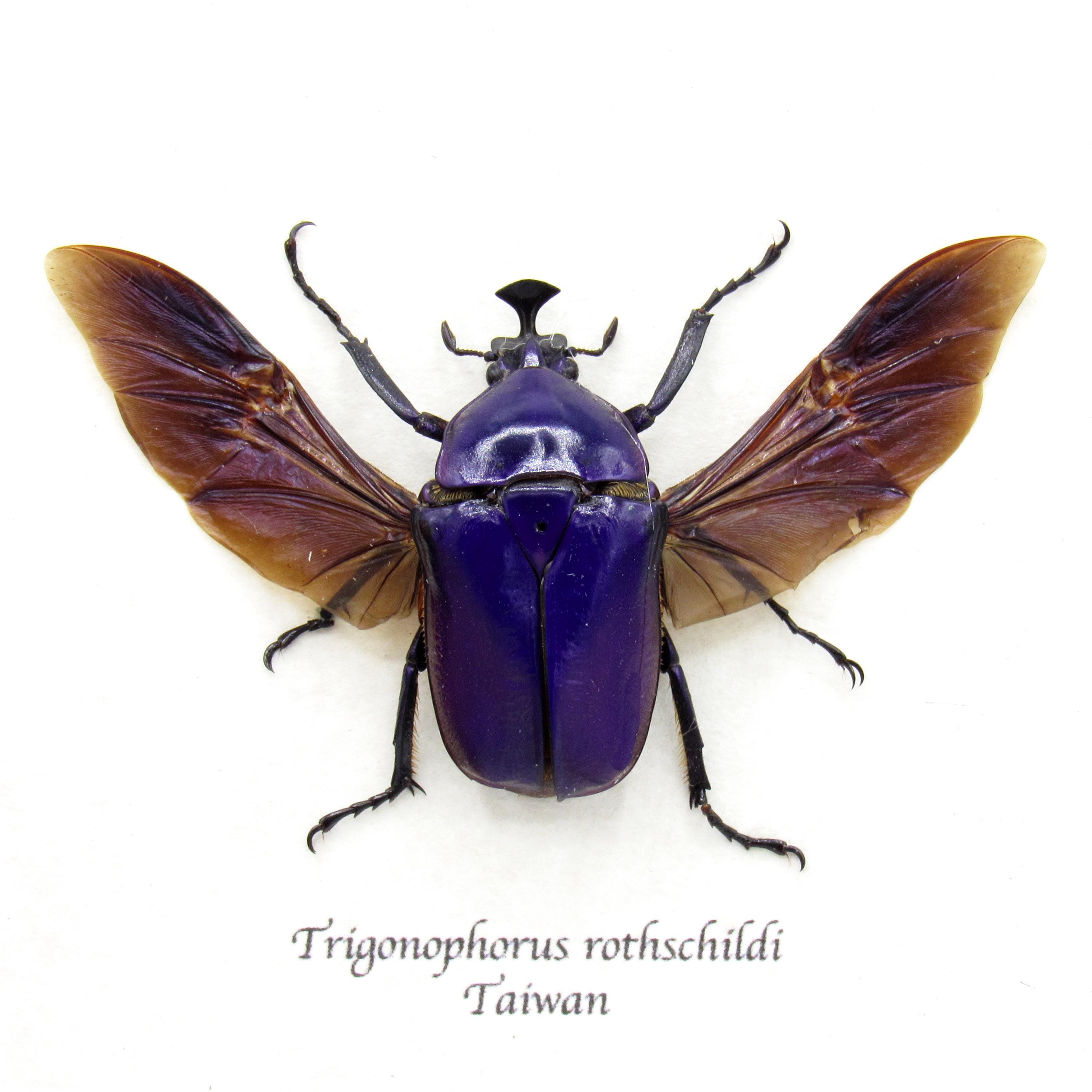 Rare Purple Flower Beetle Framed Taxidermy - Trigonophorus