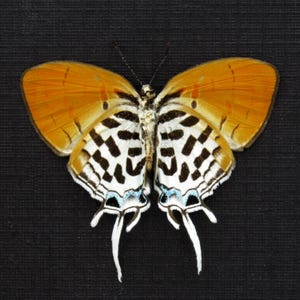 Real Posy butterfly framed specimen - Drupadia ravindra moorei