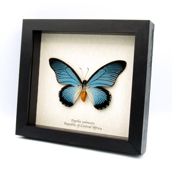 額入り本物の巨大な青いアゲハチョウの剥製 - Papilio zalmoxis - Etsy