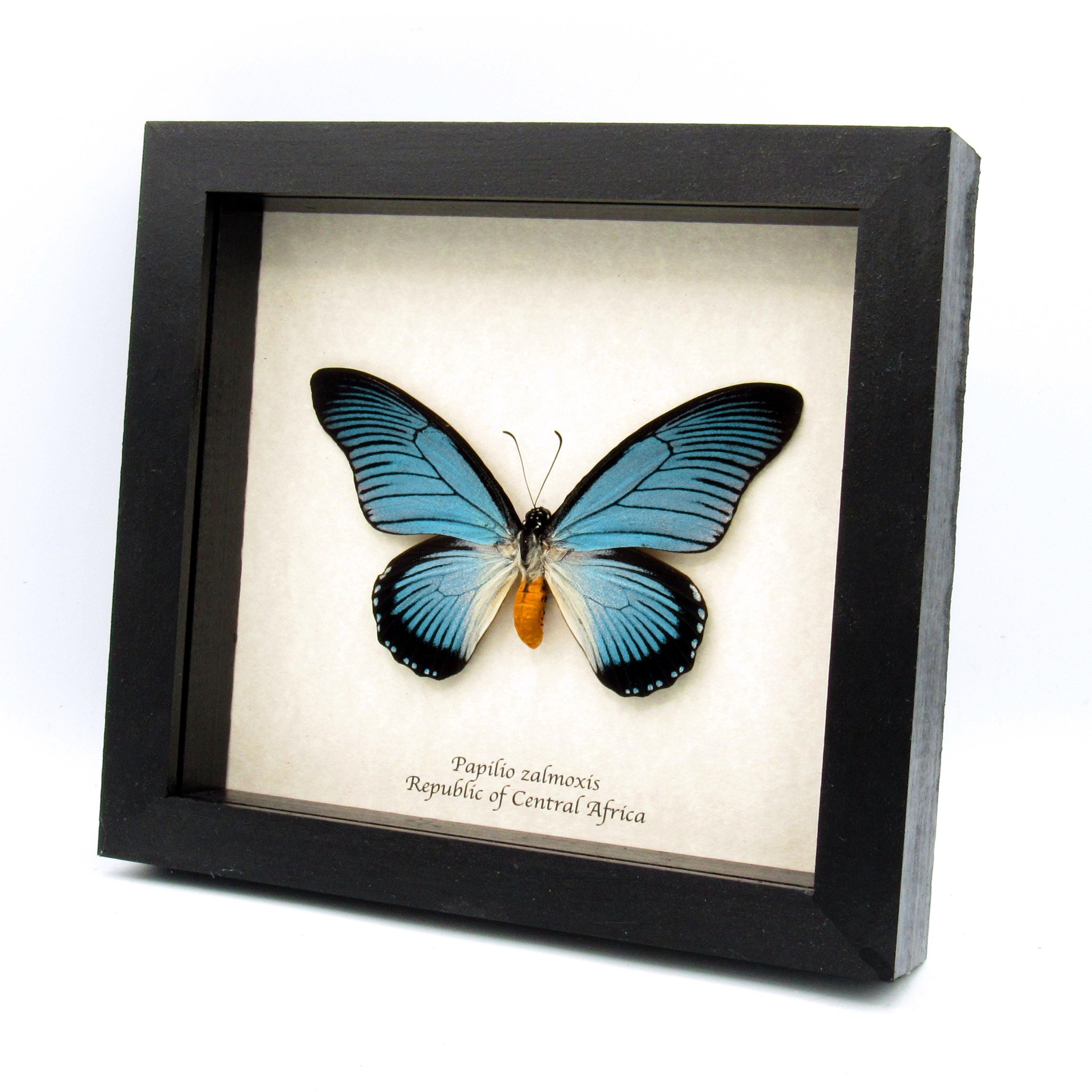 額入り本物の巨大な青いアゲハチョウの剥製 - Papilio zalmoxis - Etsy
