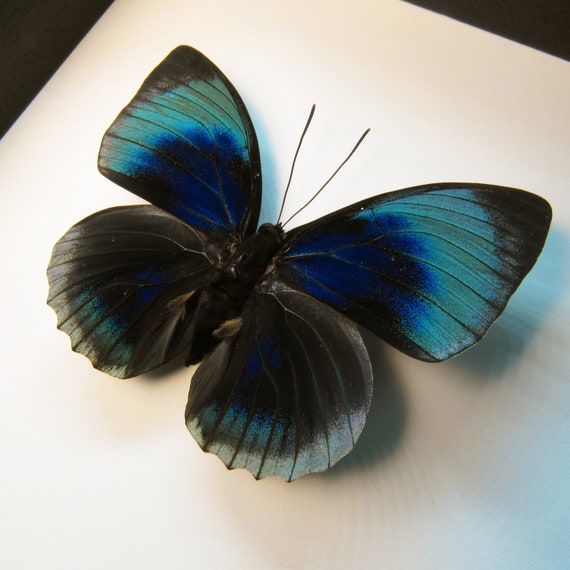 Rare Iridescent Butterfly Framed Taxidermy Agrias Beatifica - Etsy
