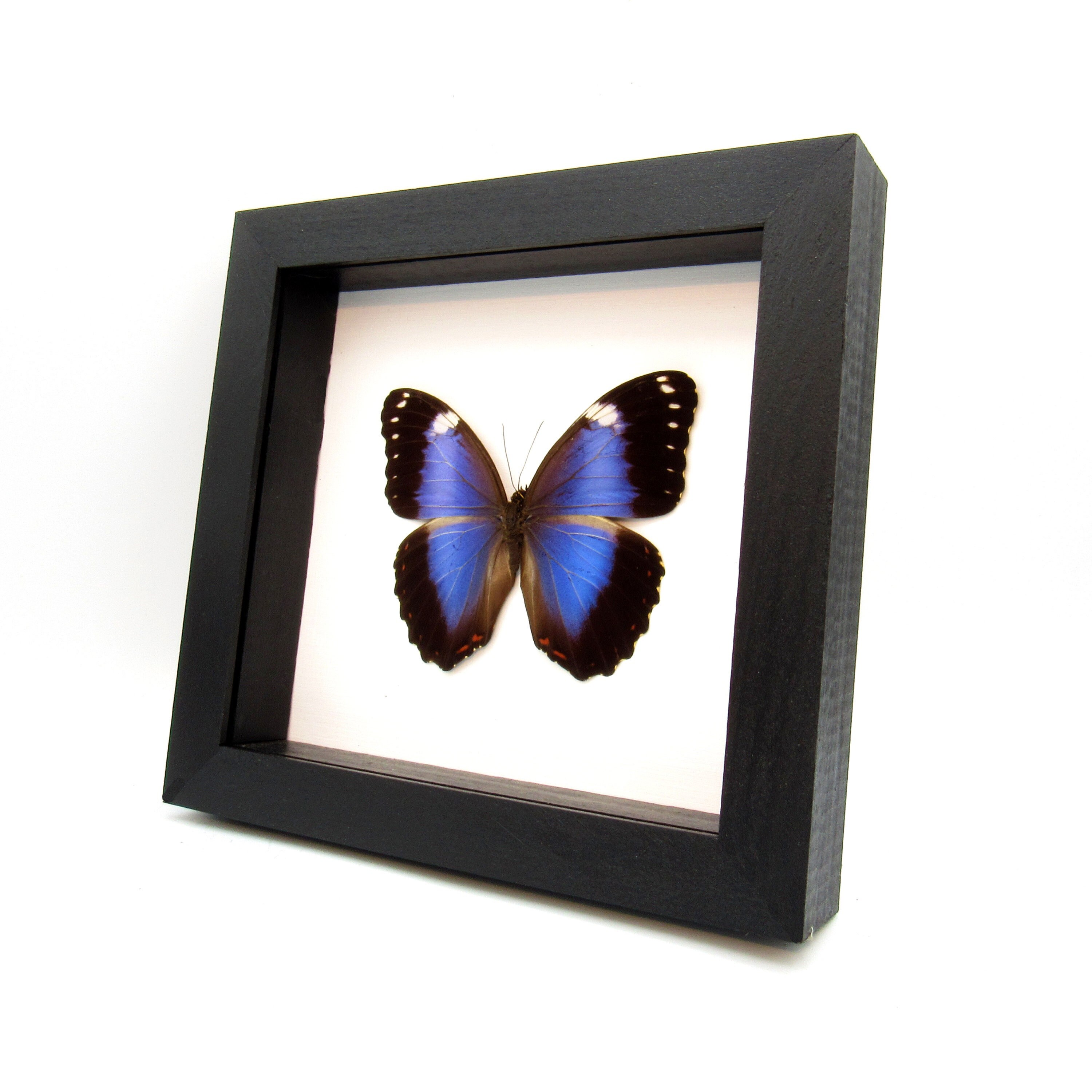 本物のバイオレットモルフォ蝶の剥製 - Morpho helenor violaceus