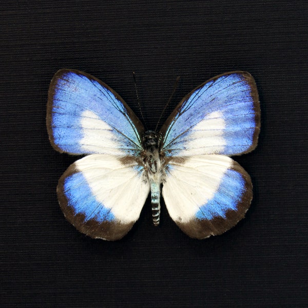 Real blue butterfly framed taxidermy - Danis danis