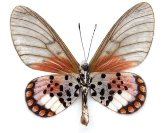 Może przedstawiać: Motyl o przezroczystych skrzydłach z pomarańczowymi i czarnymi oznaczeniami. Motyl ma biało-czarny wzór na ciele.