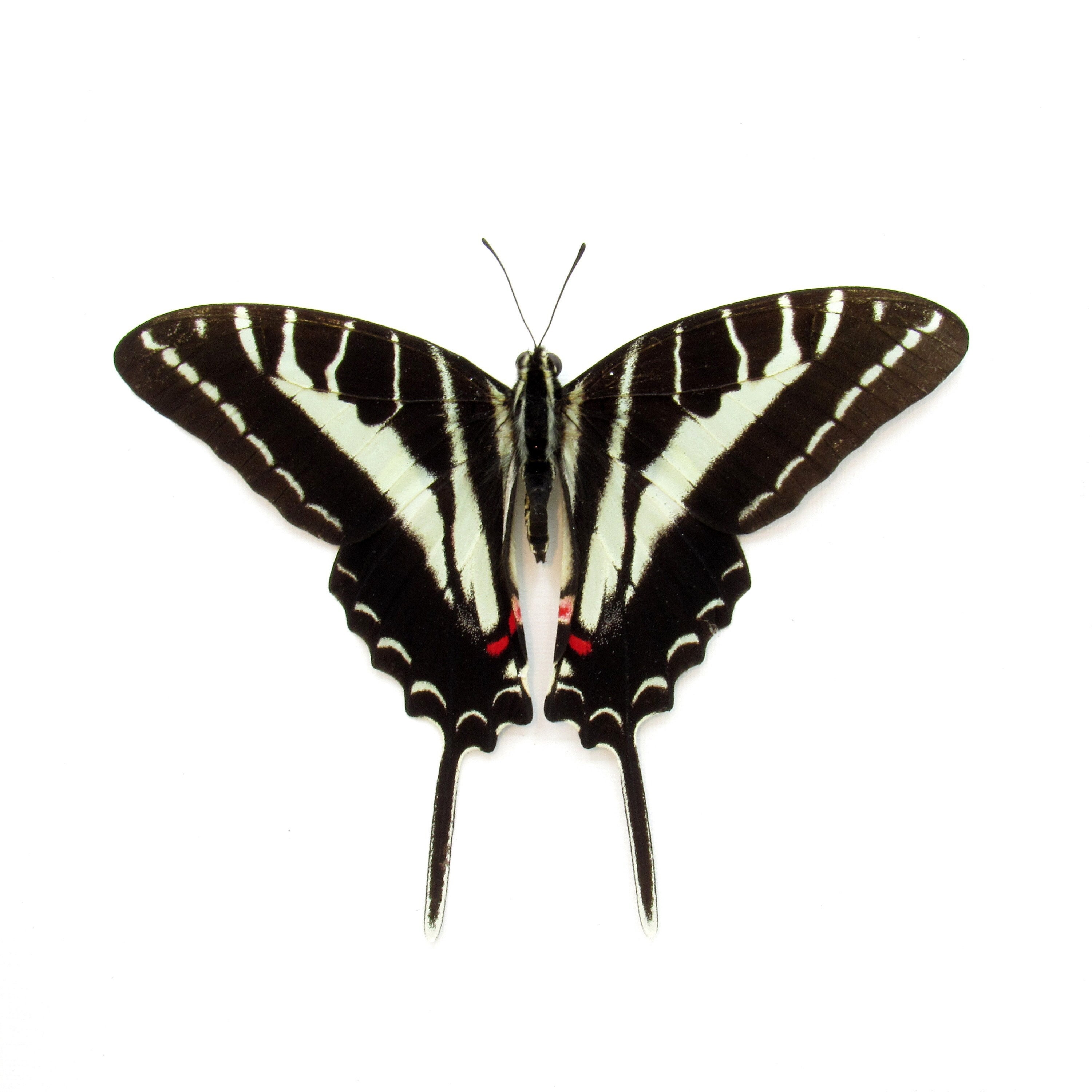 Real Dark Zebra Swallowtail Butterfly Framed Taxidermy - Eurytides
