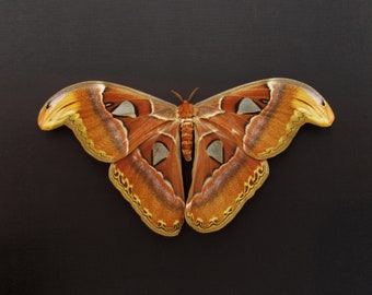 XXL framed Atlas moth - Attacus atlas - female - Victorian mount - 10.15 wingspan