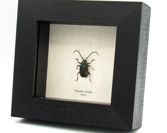 Rare Metallic Green Longhorn Beetle Framed Taxidermy - Pyrodes
