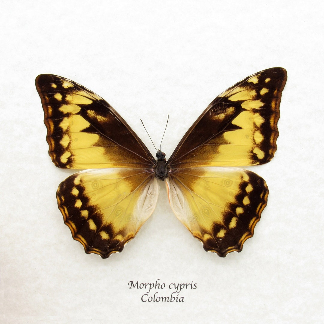 標本 Colombia Morpho cypris female 112mm BicBugs Morpho cypris blue white butterfly Colombia RARE (CIRS)