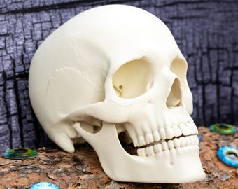 Puede incluir: Un modelo realista de cráneo humano en color blanco hueso que presenta una estructura ósea detallada, incluyendo el cráneo, las cuencas de los ojos, la cavidad nasal y una mandíbula con dentadura completa, posicionado en ángulo de tres cuartos.