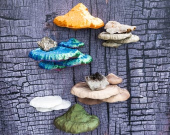 Fomitopsis Pinicola Mushroom Shelf – Woodland Wall Decor, Cottagecore Fungi Shelf, Forestcore Display Ledge