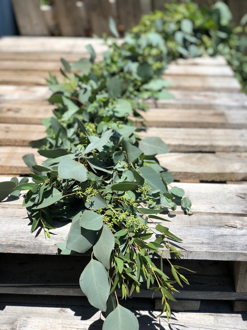 Eucalyptus Garland FRESH Silver Dollar and Seeded Eucalyptus Etsy