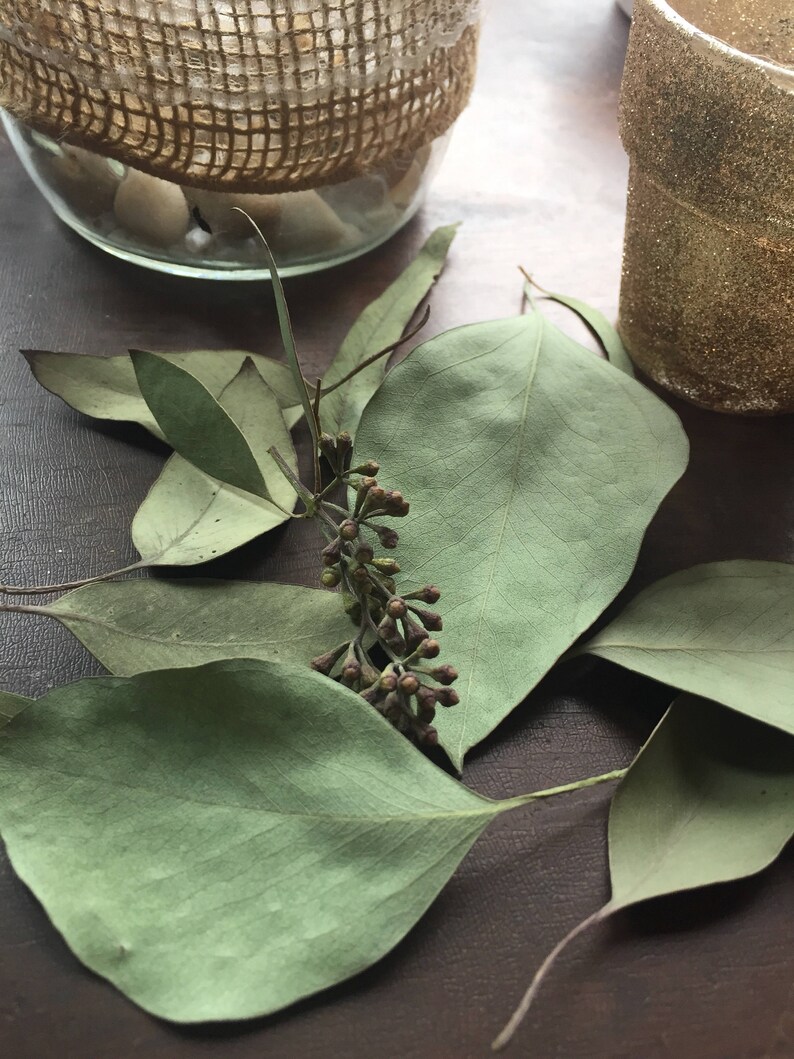 Dried Eucalyptus Table Scatter Dried Table Runner Greenery Etsy