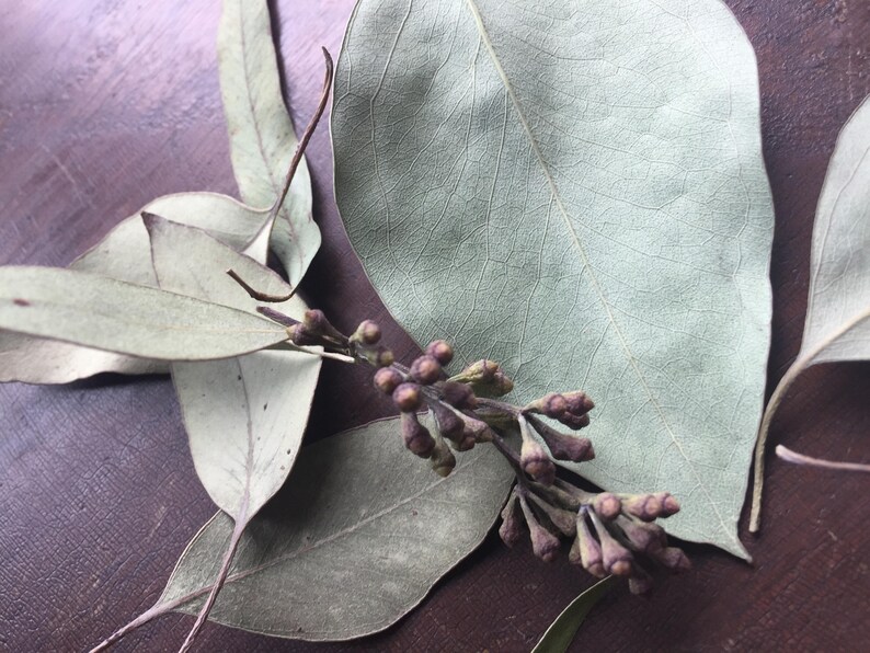 Dried eucalyptus table scatter dried table runner greenery Etsy