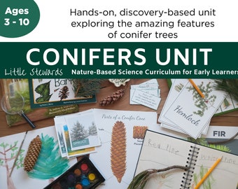 Conifers Unit - Elementary Science - Exploring the Amazing Features of Conifer Trees