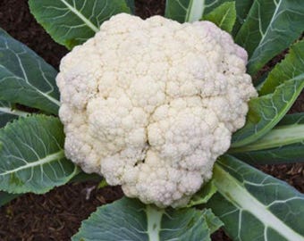 25 Organic Cauliflower Seeds Heirloom Non-GMO ''Snowball''