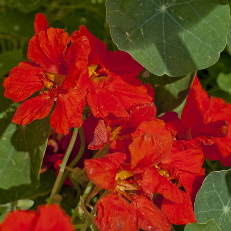 Non-GMO 30 Dwarf Jewel Mix Seeds Organic Nastturtium