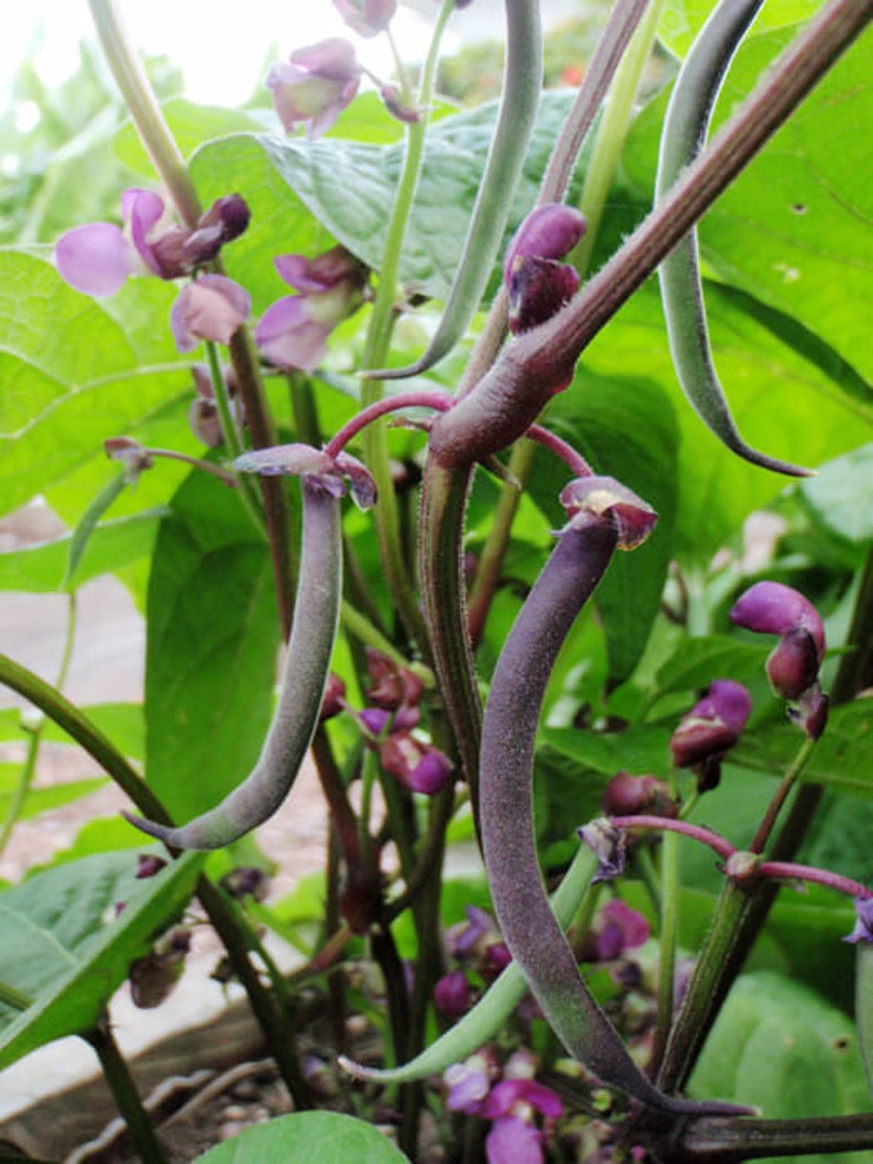 Семена Фасоль Блюхильда Купить