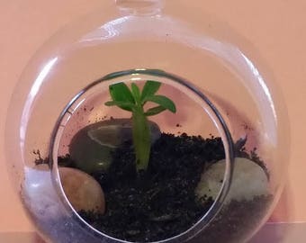 DIY Hanging Glass Tarrarium Starter Kit, With A Dessert Rose Seed