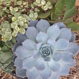 20 blauwe stenen Mix succulente bloemzaden