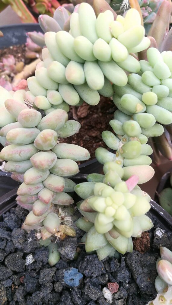 SEDUM BURRITO 4 x Hojas Leaf Cuttings suculenta Succulent plant