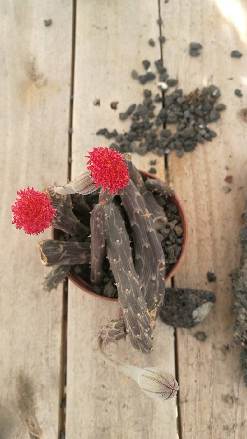 Senecio Pendulus Rare Trailing Creeping Cutting Succulent Live Plant Hanging Suculenta Sukulent - 