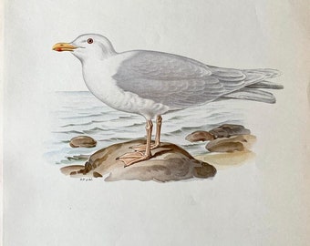 Jardine Naturalist/'s Library Print Ornithology Wall Art Print Glaucous Gull Original 1843 Hand Colored Engraving Antique Gull Drawing