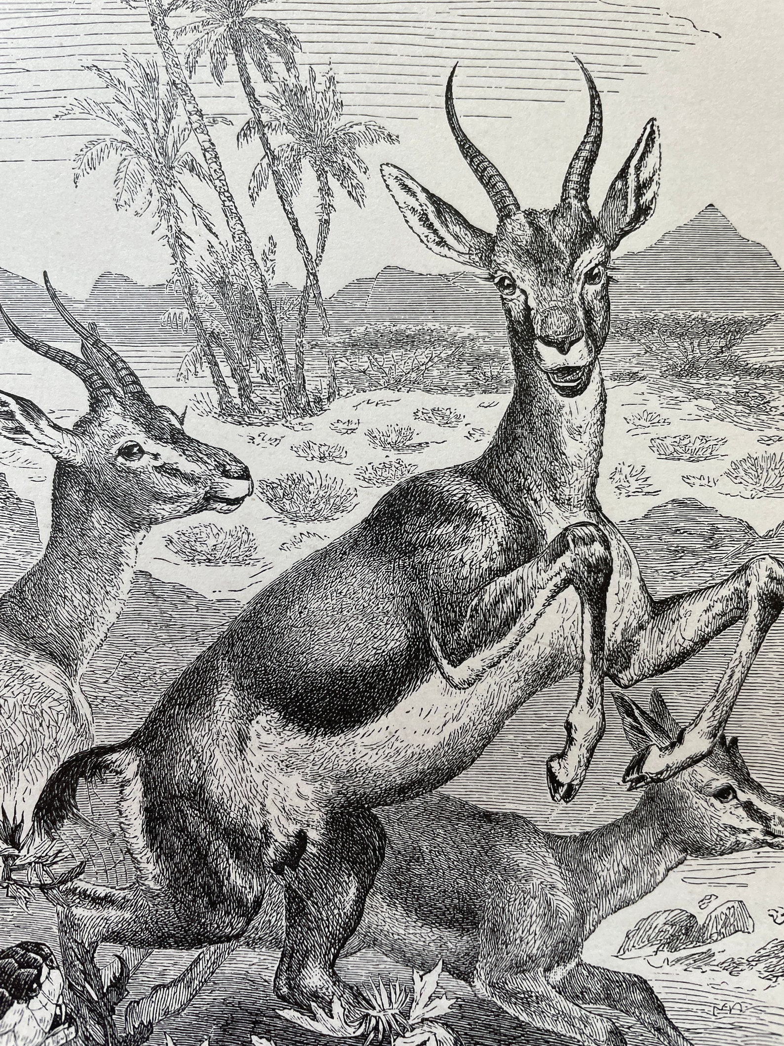 Vintage Animal Print Wildlife Art Decor Antique Wildlife Etsy