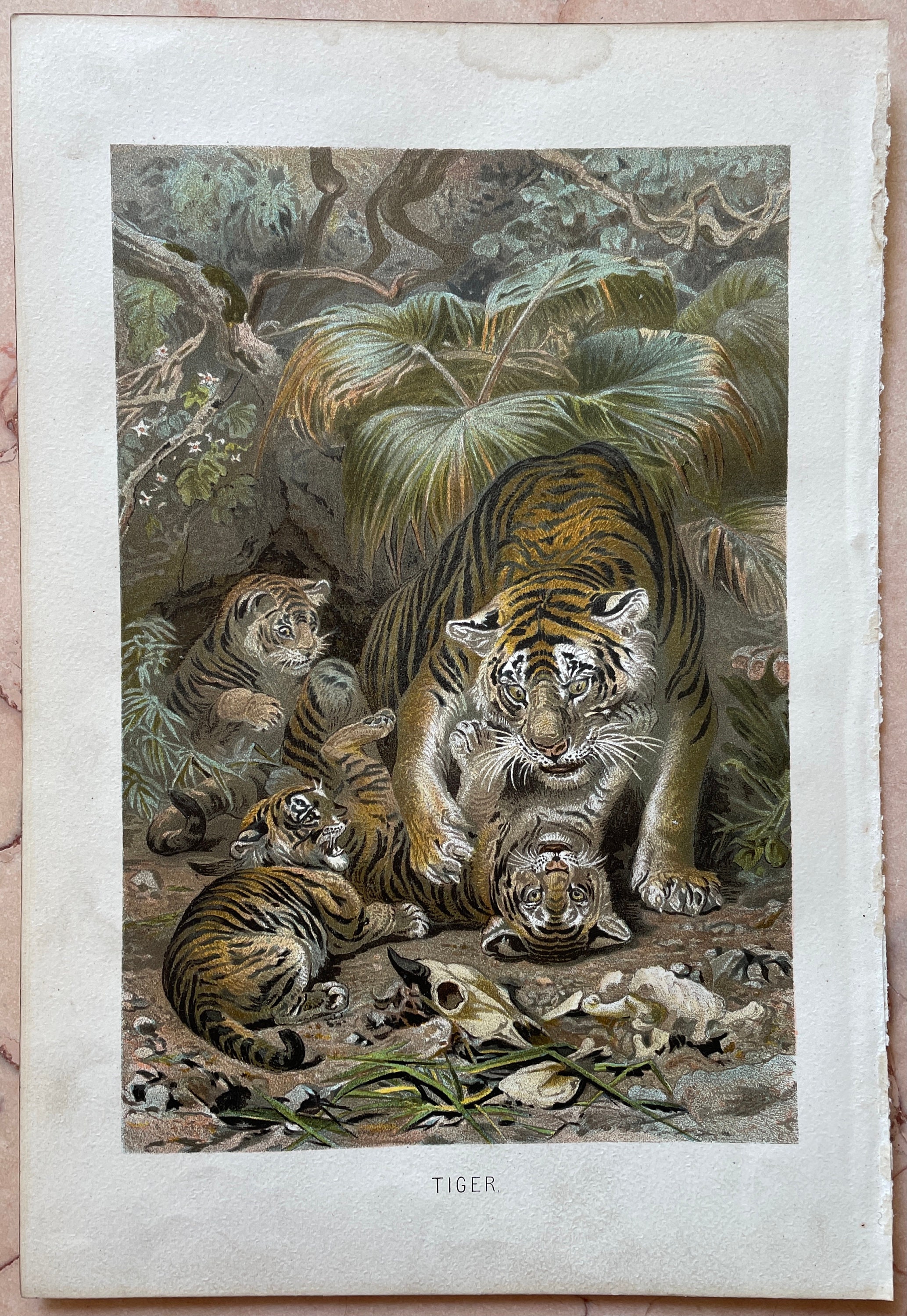 Vintage Animal Print Wildlife Art Antique Wildlife Print | Etsy