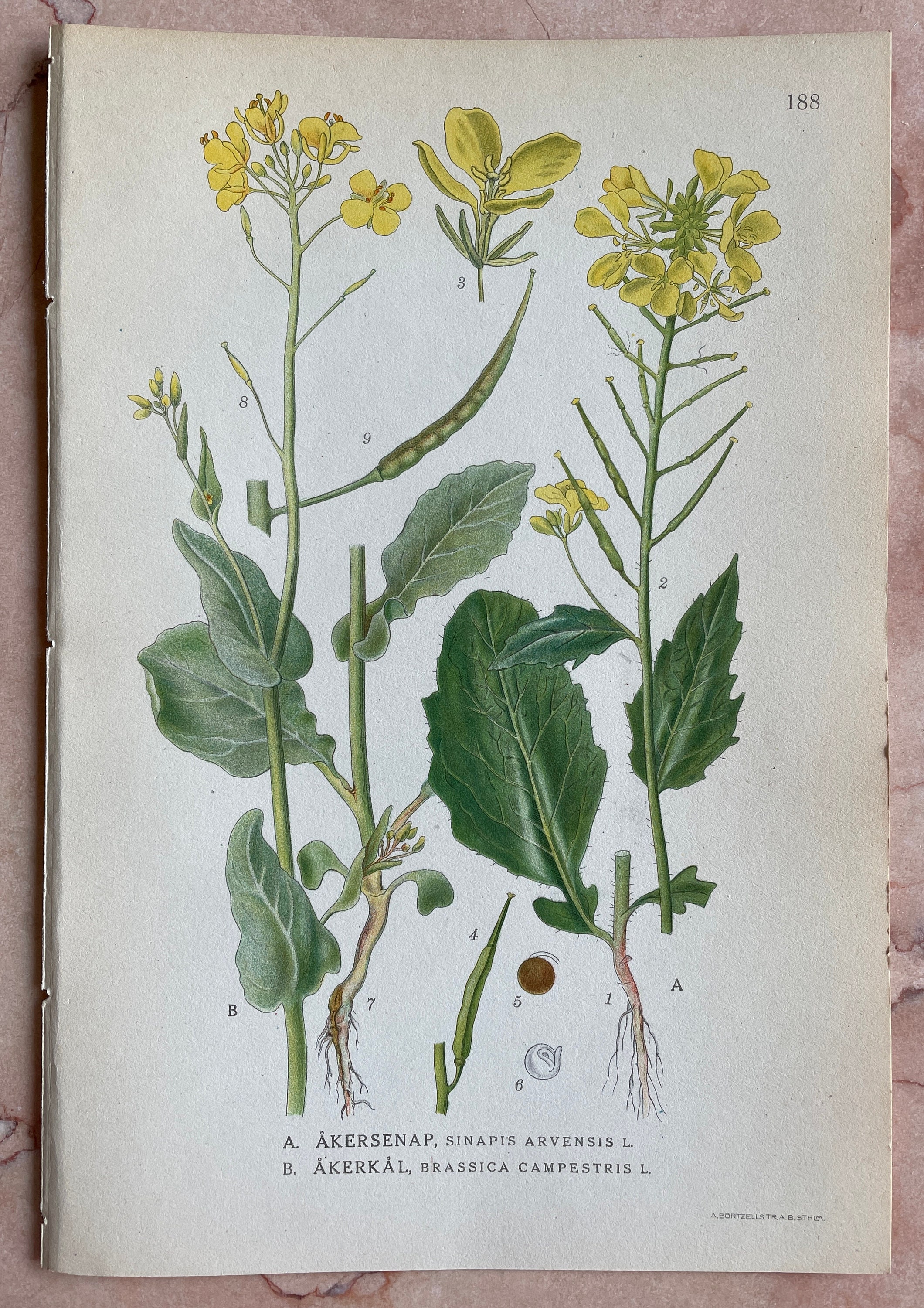 Vintage Botanical Print Botanical Art Antique Flower Print | Etsy