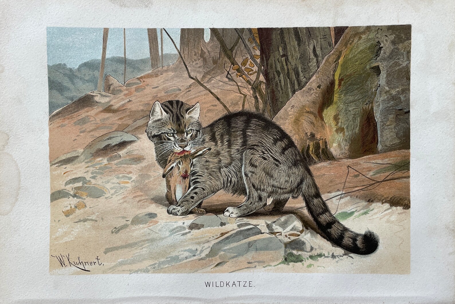 Vintage Animal Print Wildlife Art Antique Wildlife Print Etsy