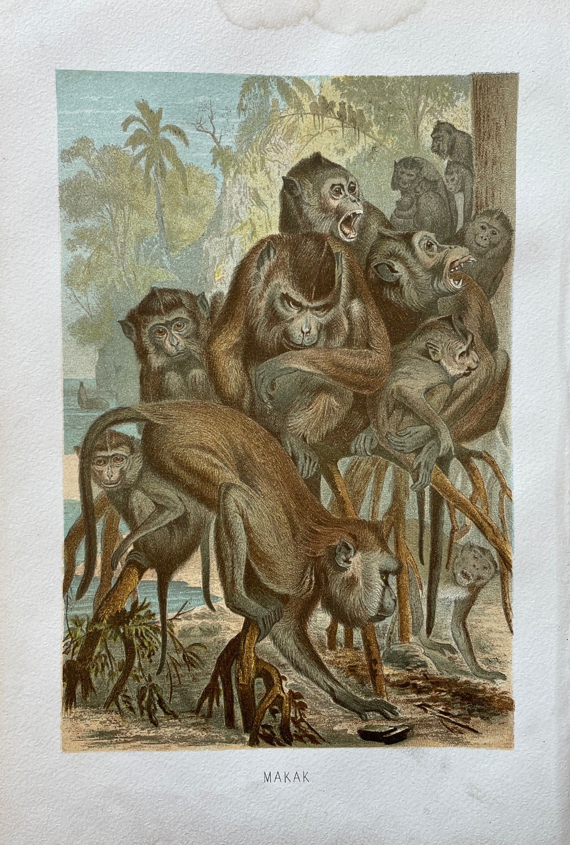 Vintage Animal Print Wildlife Art Antique Wildlife Print Etsy