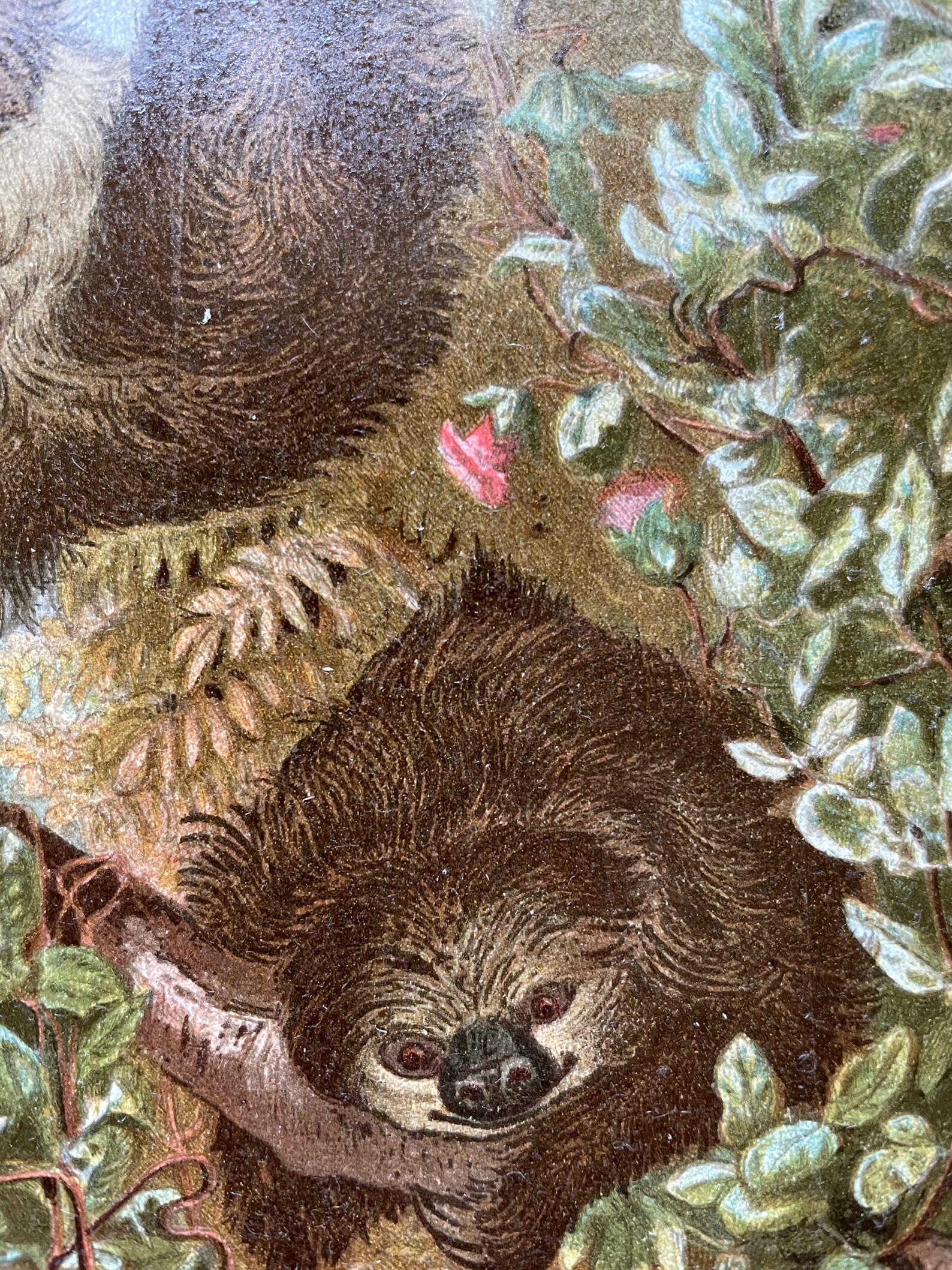 Vintage Animal Print Wildlife Art Antique Wildlife Color Etsy