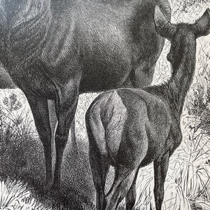 Vintage Animal Print Wildlife Art Decor Antique Wildlife | Etsy