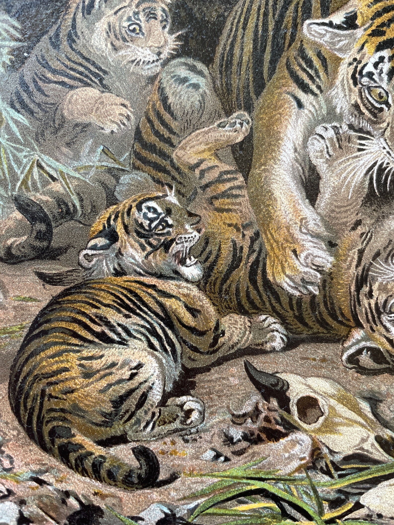 Vintage Animal Print Wildlife Art Antique Wildlife Print Etsy