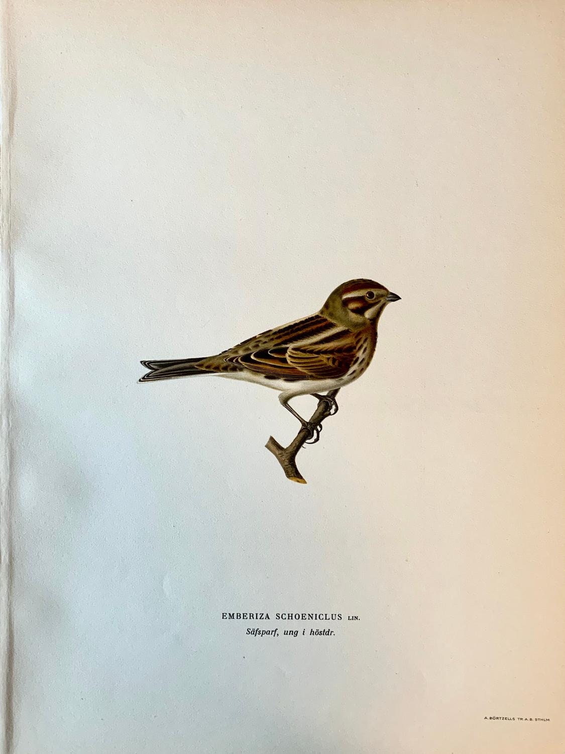 Vintage Bird Print Bird Art Antique Bird Print Color | Etsy