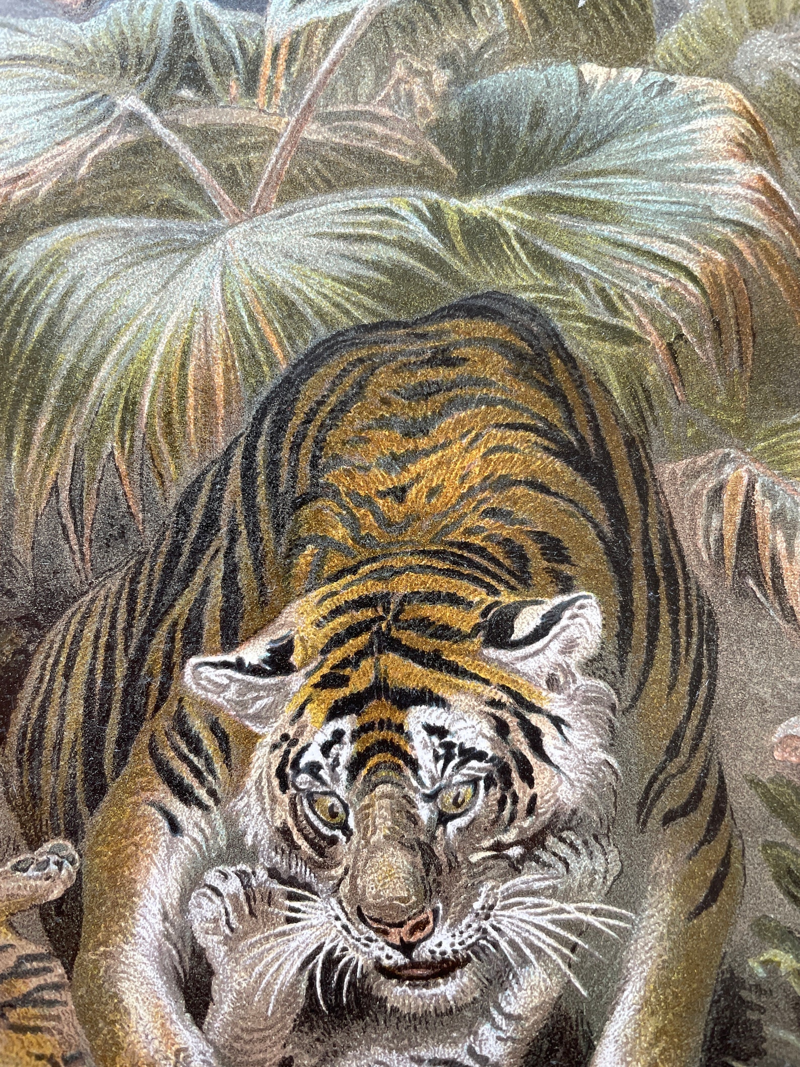 Vintage Animal Print Wildlife Art Antique Wildlife Print Etsy