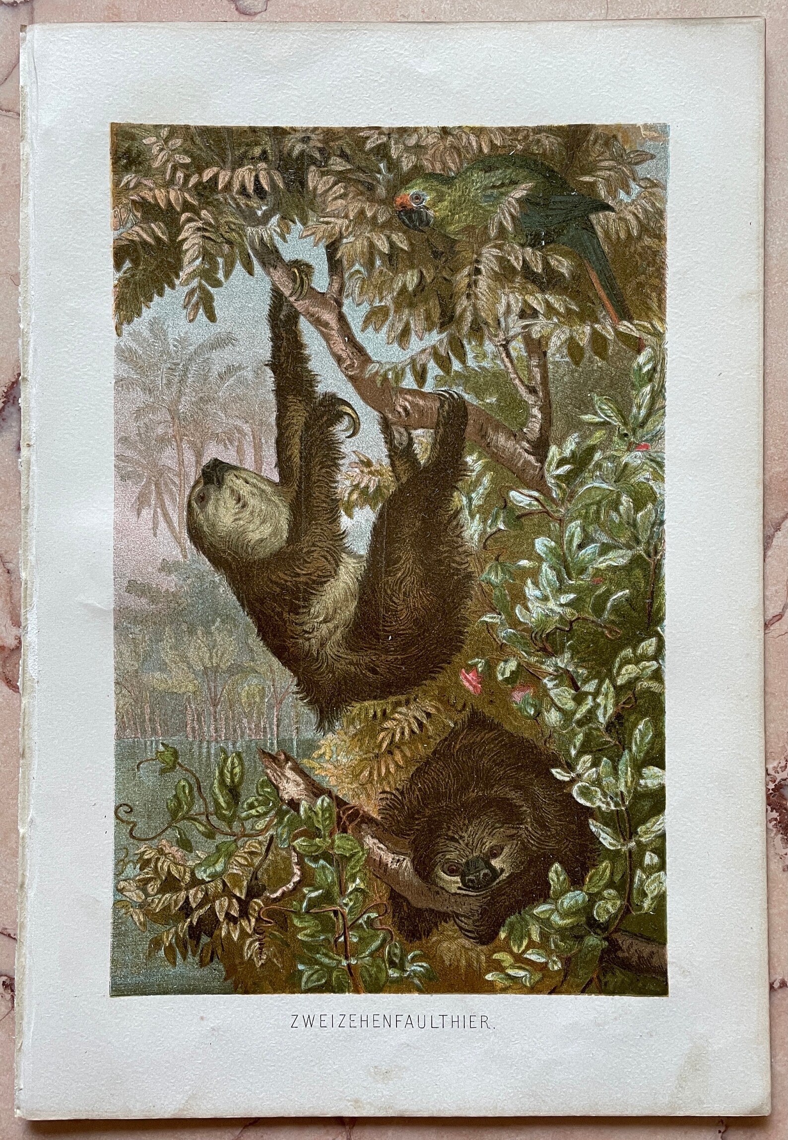 Vintage Animal Print Wildlife Art Antique Wildlife Color Etsy