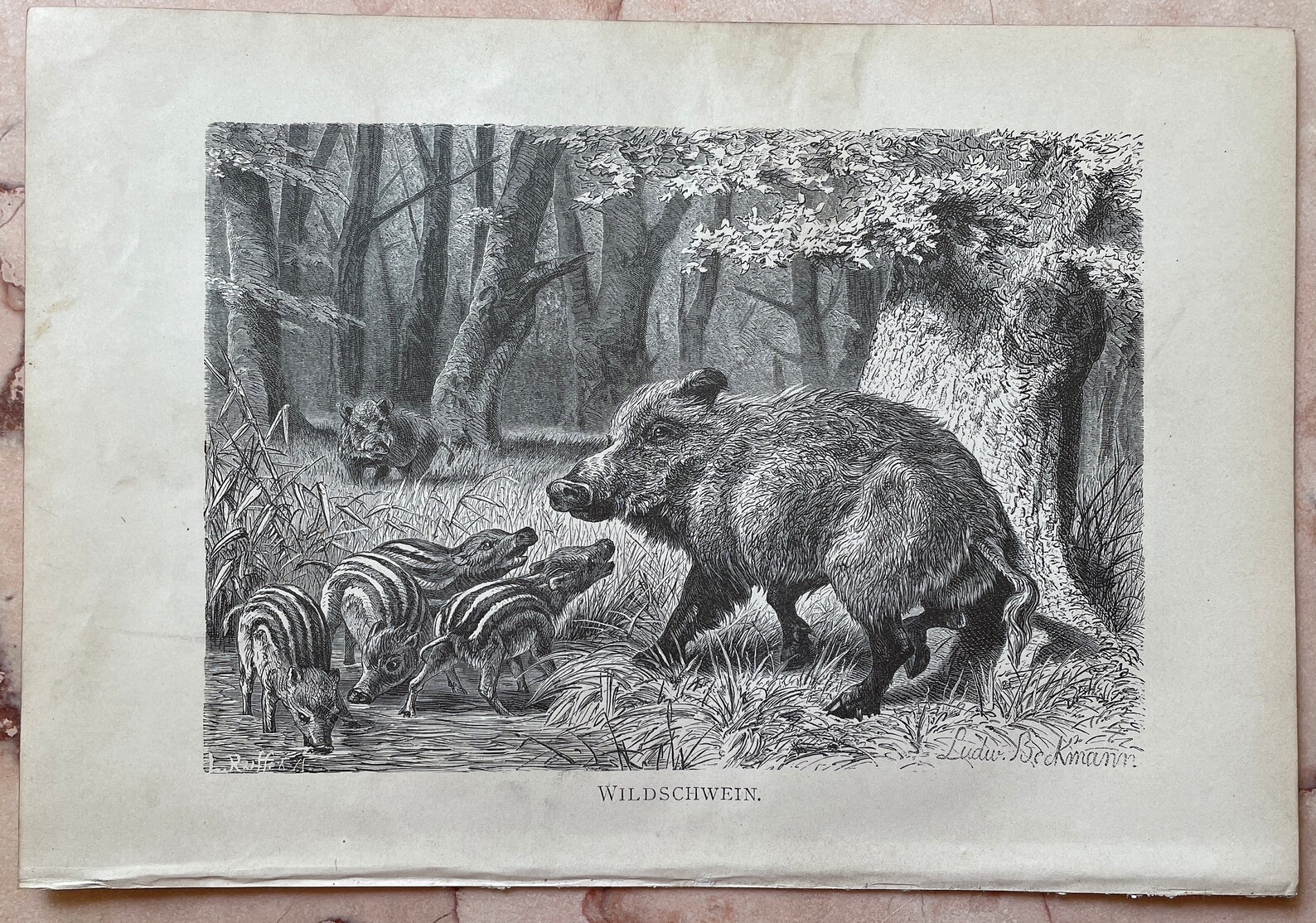 Vintage Animal Print Wildlife Art Decor Antique Wildlife Etsy