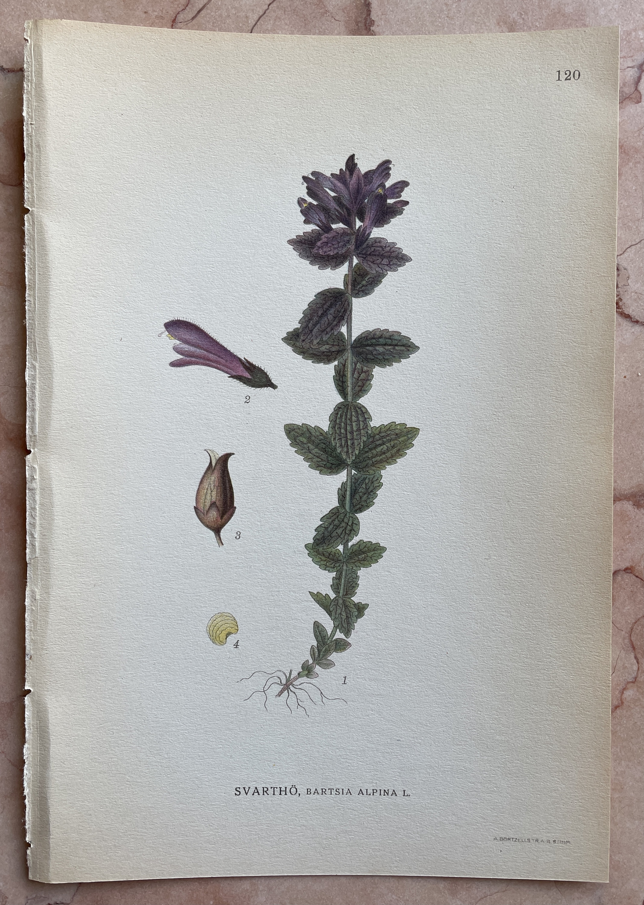 Vintage Botanical Print Botanical Art Antique Flower Print | Etsy