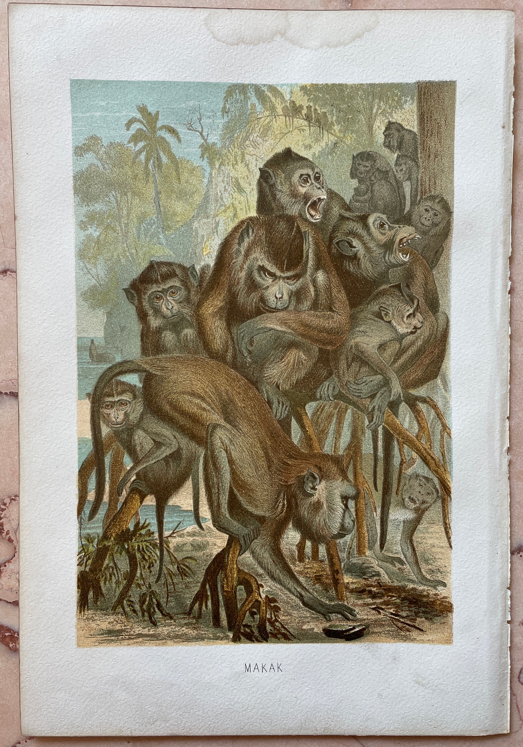 Vintage Animal Print Wildlife Art Antique Wildlife Print | Etsy