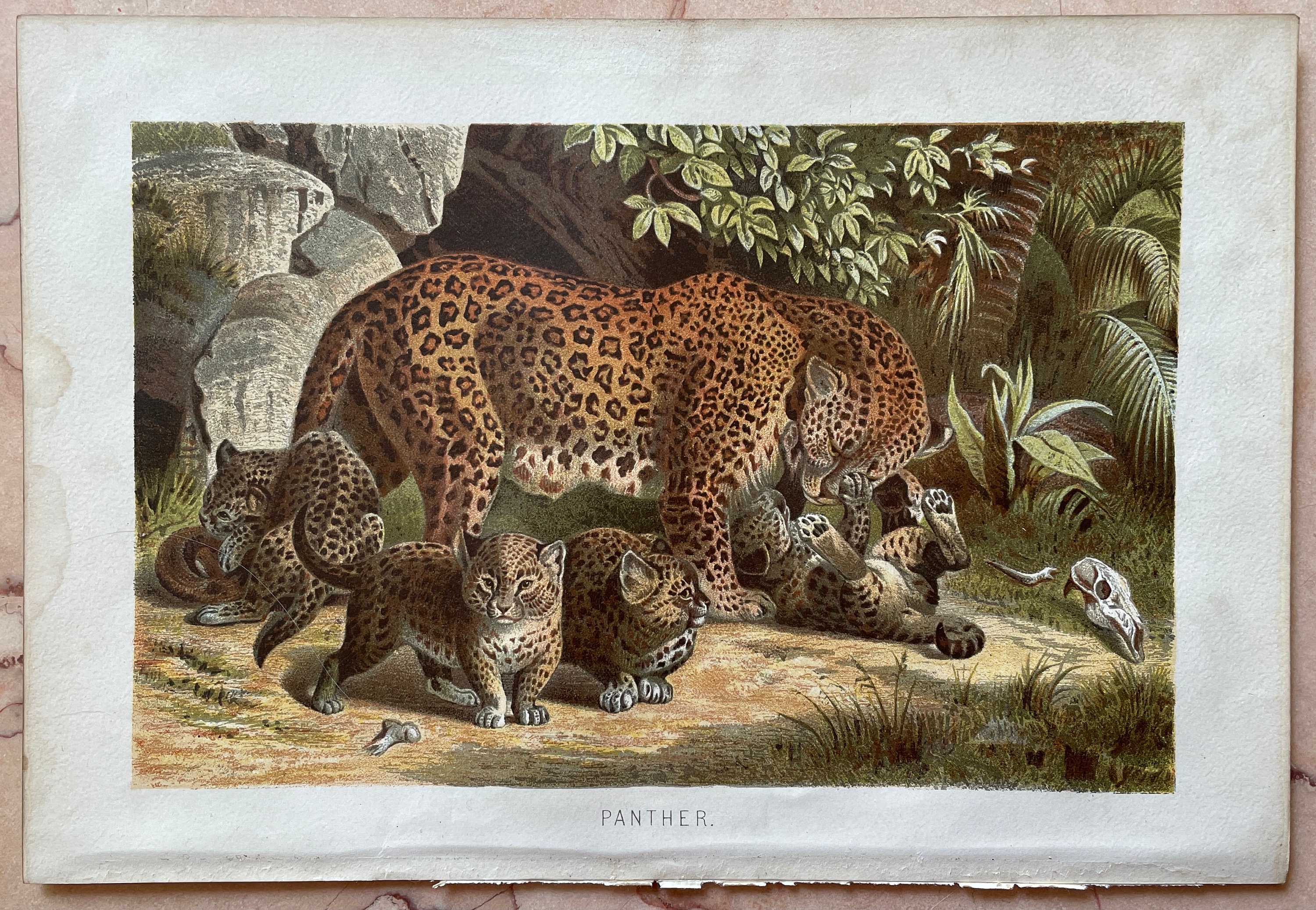 Vintage Animal Print Wildlife Art Antique Wildlife Print | Etsy