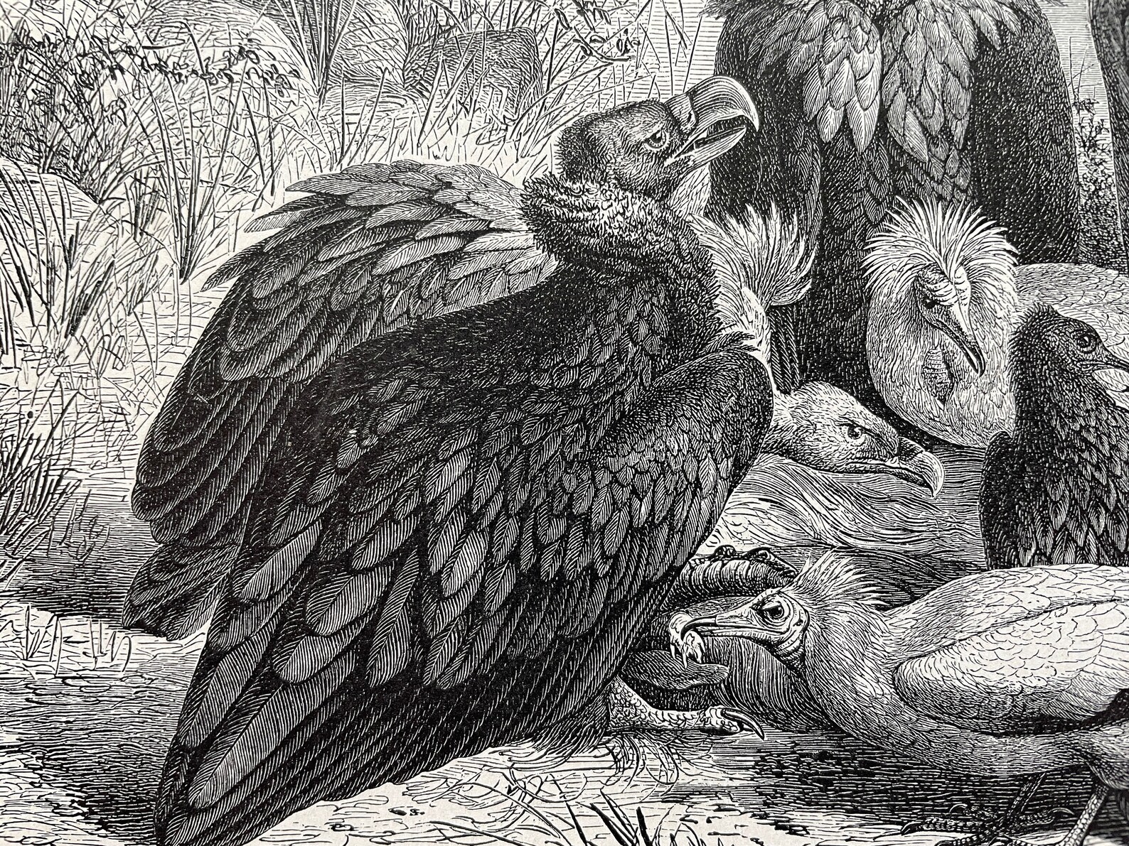 Vintage Bird Print Bird Art Bird Print Black & White Etsy