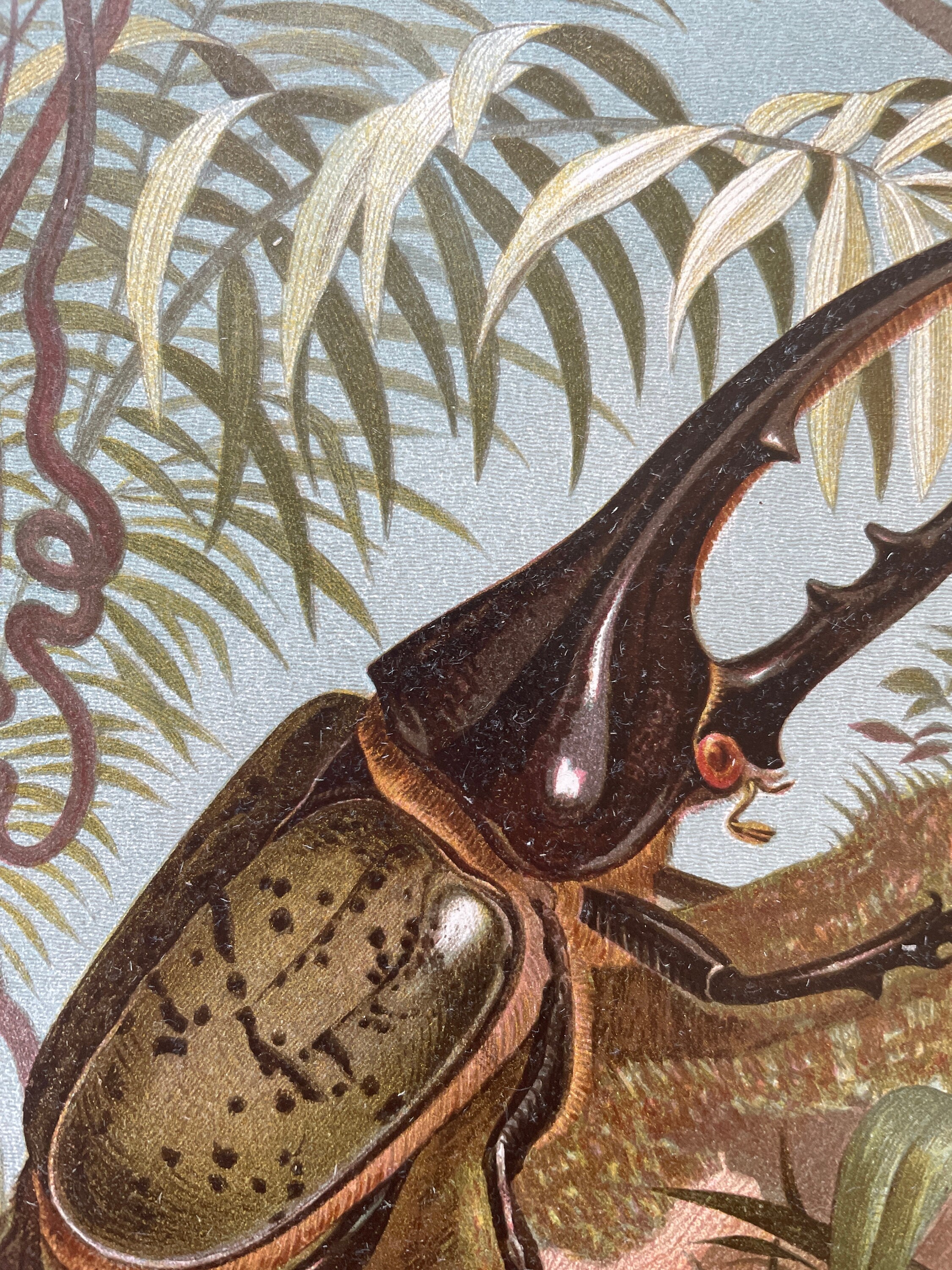 Vintage Bird Print Bird Art Antique Bird Print Color | Etsy