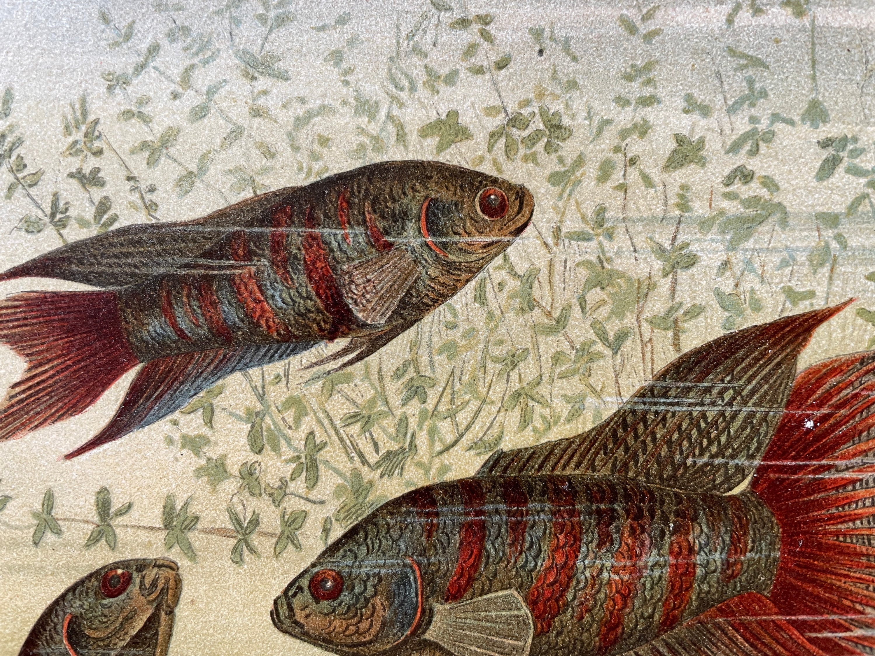Vintage Fish Print Antique Fish Print 1890s Lithograph Art | Etsy