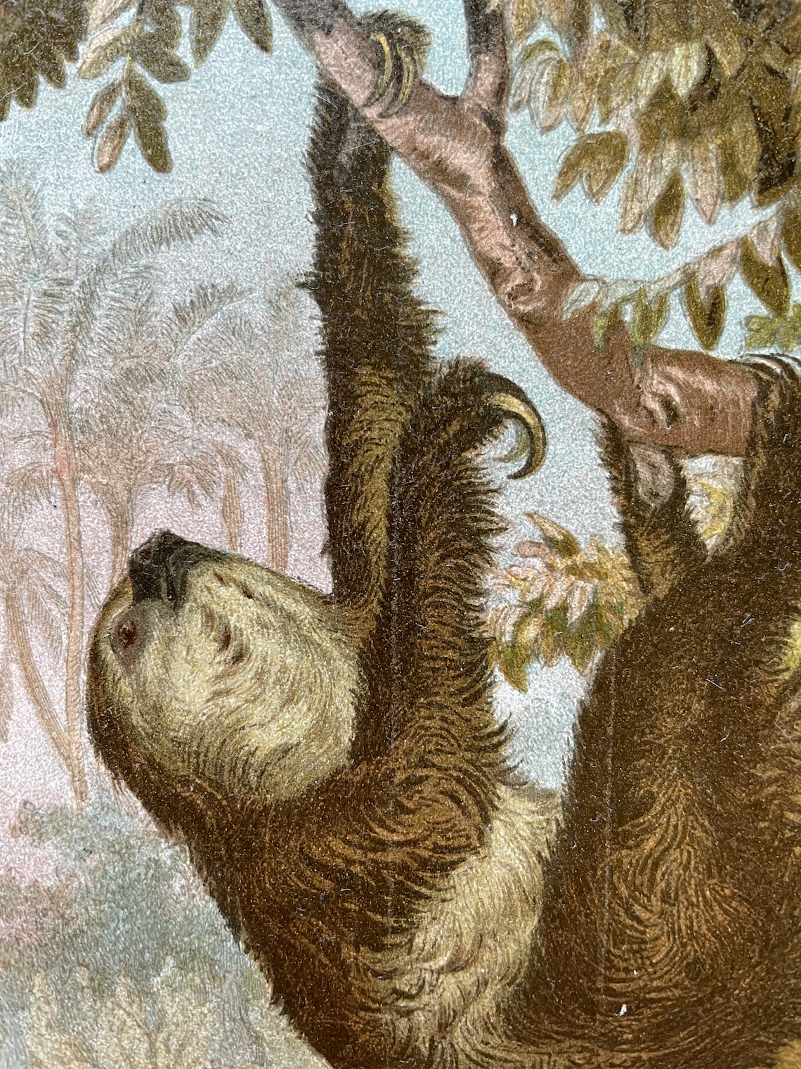 Vintage Animal Print Wildlife Art Antique Wildlife Color | Etsy